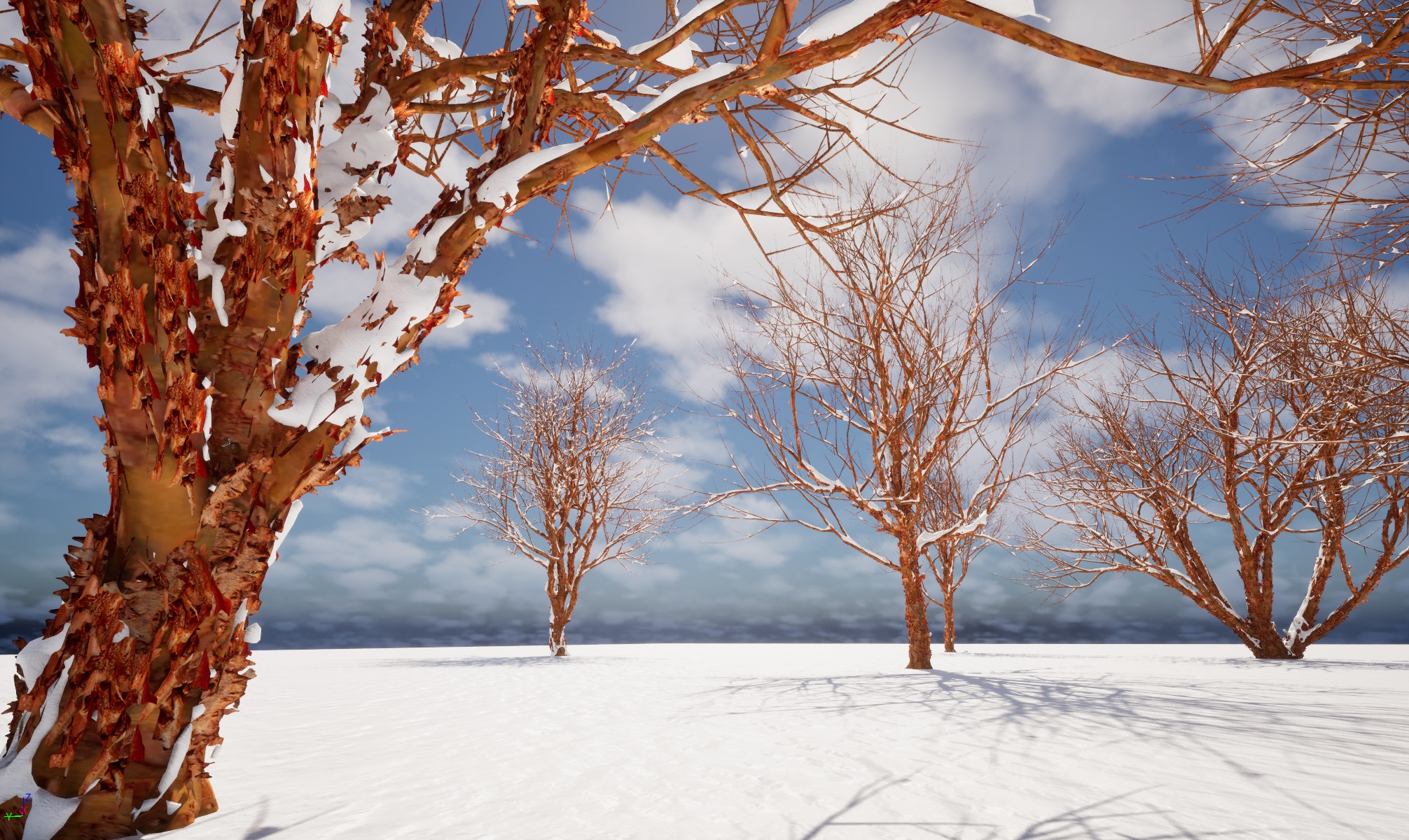 Winter Snow Plants - Acer griseum – Paperbark maple - Image 2