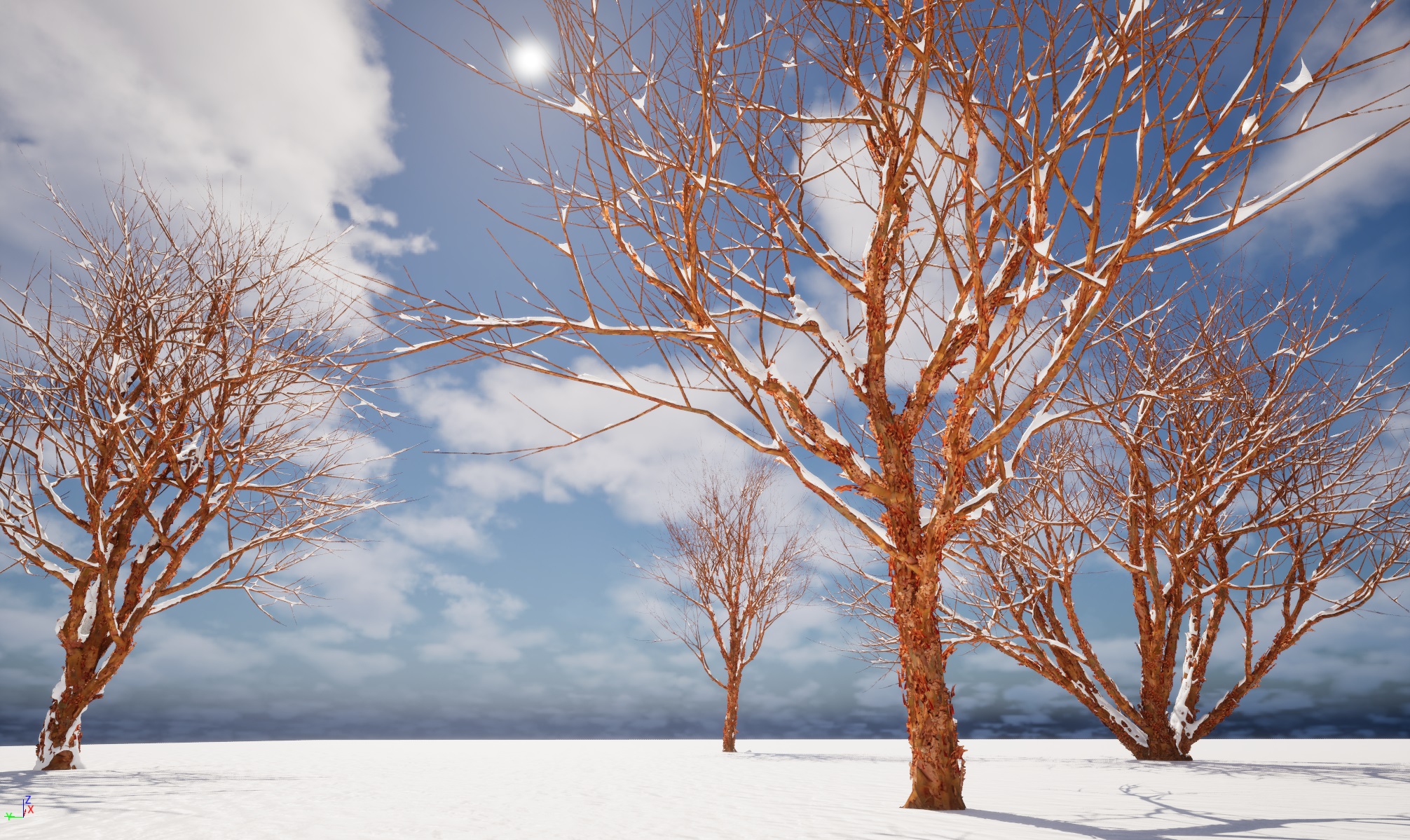 Winter Snow Plants - Acer griseum – Paperbark maple - Image 4