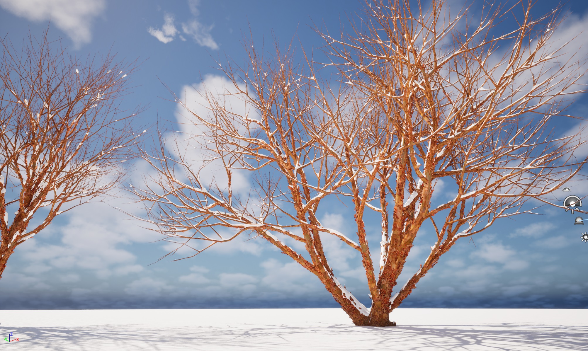 Winter Snow Plants - Acer griseum – Paperbark maple - Image 3