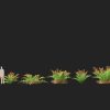 Acrostichum aureum - Golden leather fern 3D Model - Image 10