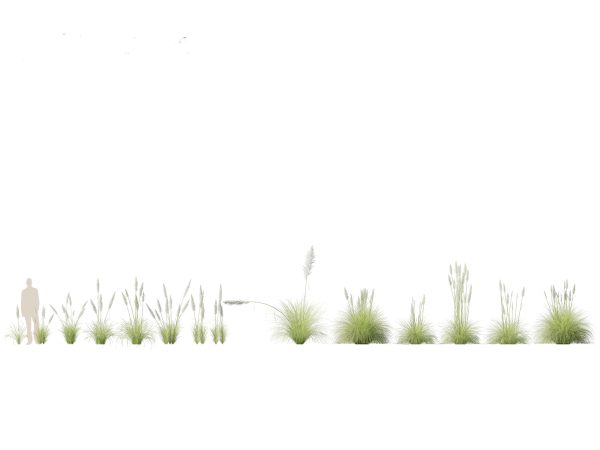 Elegant Bamboo & Grasses Pack 33 - Image 18