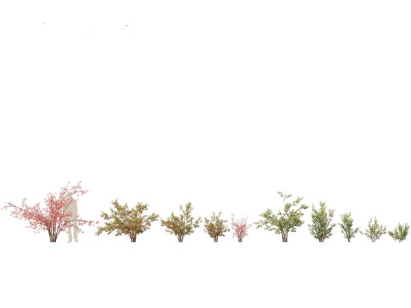 Flowering Garden Shrubs Pack 47 - Image 4