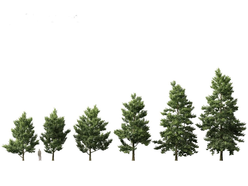 Small Broadleaf Tree European Broadleaf Trees Pack 17