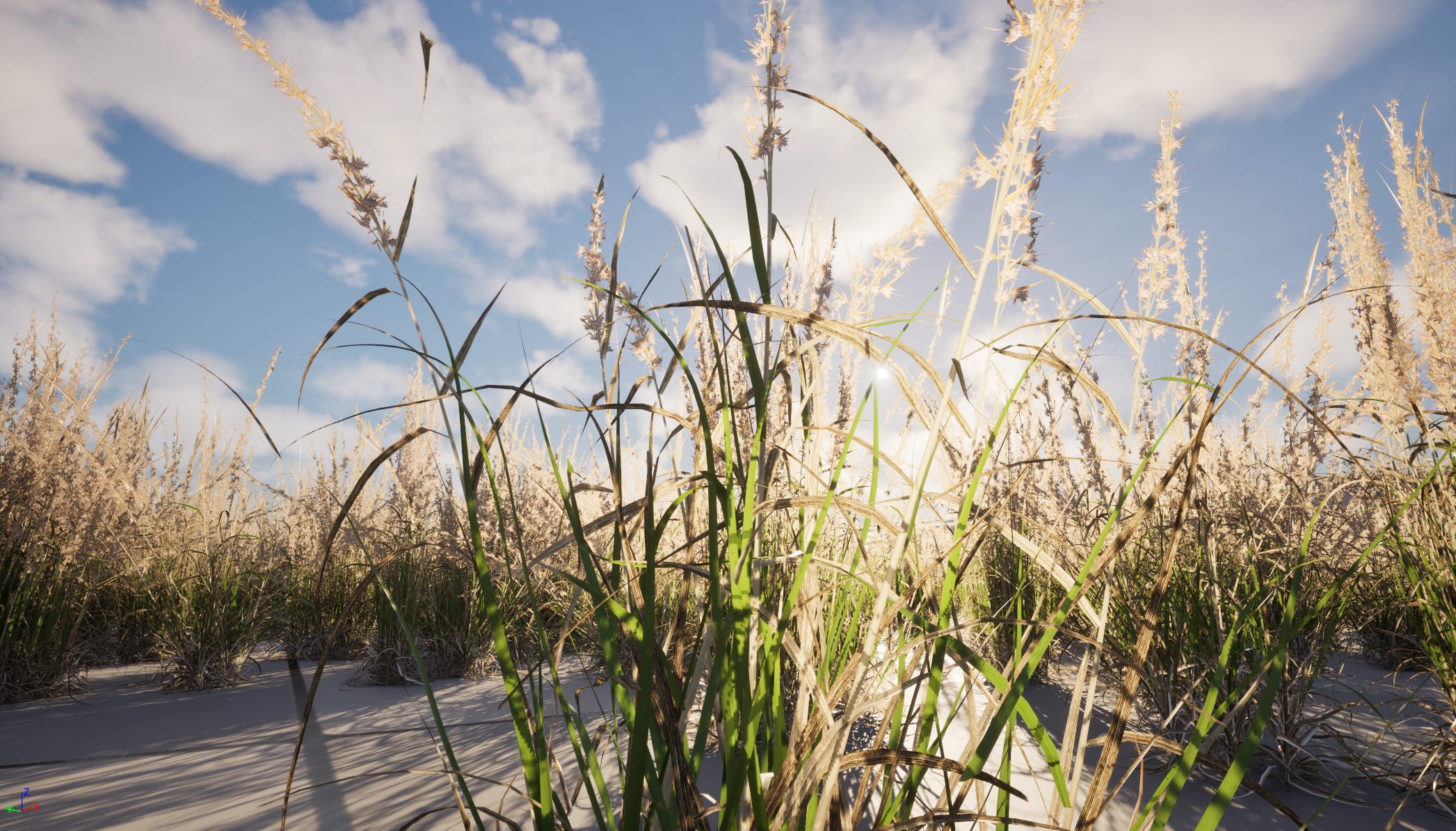 UE5 Nanite Wind Plants - Andropogon virginicus – Broomsedge - Image 2