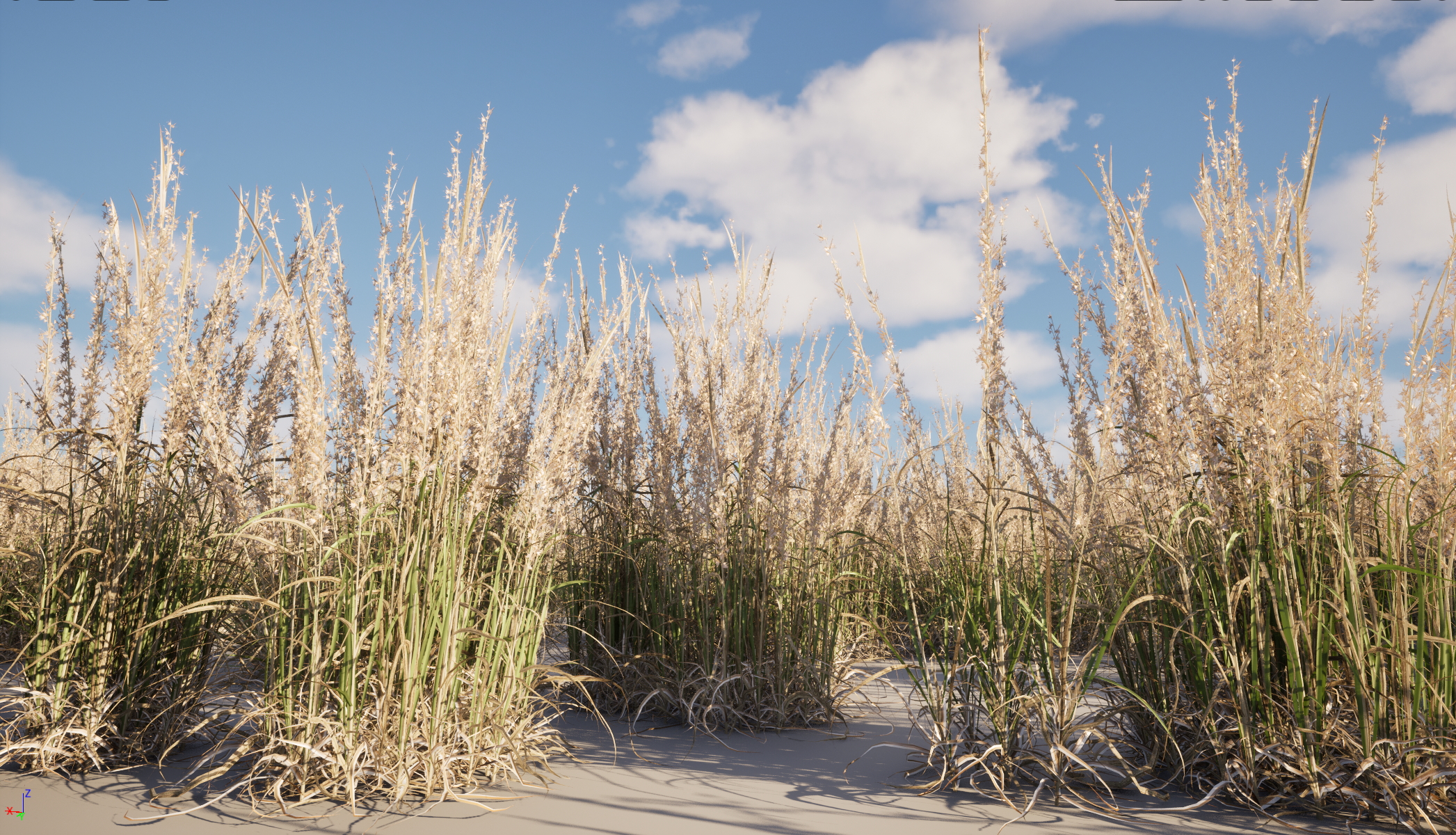 UE5 Nanite Wind Plants - Andropogon virginicus – Broomsedge - Image 5