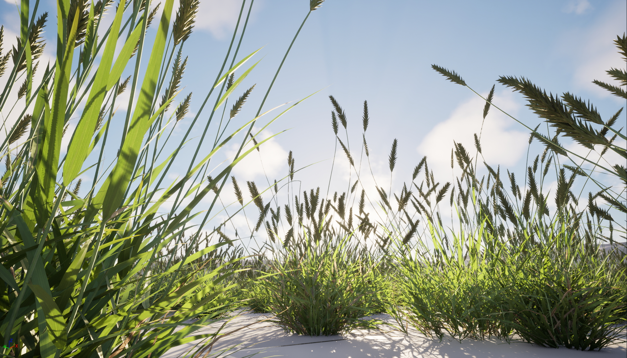 UE5 Nanite Wind Plants - Anthoxanthum odoratum – Sweet vernal grass