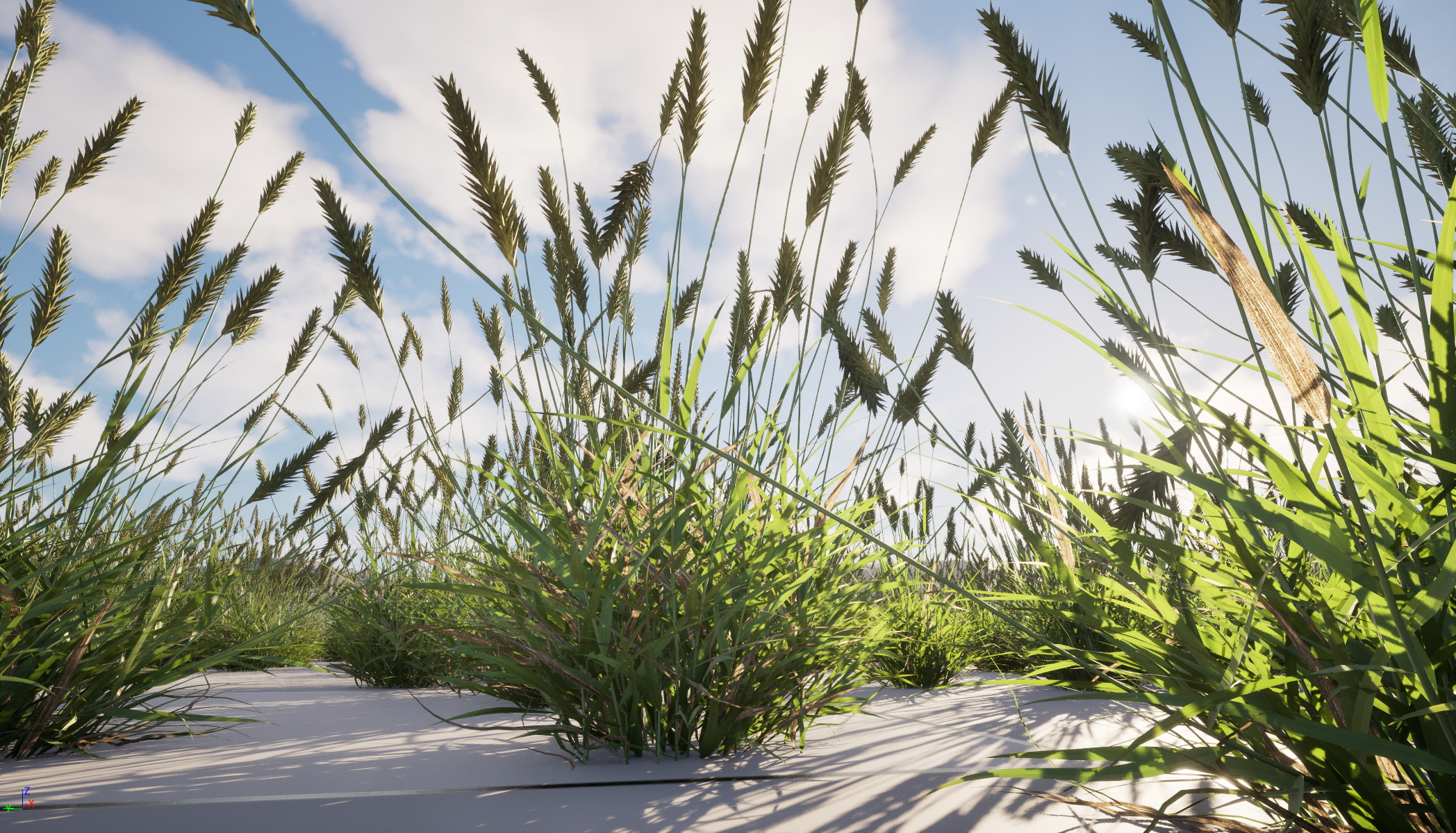 UE5 Nanite Wind Plants - Anthoxanthum odoratum – Sweet vernal grass - Image 2