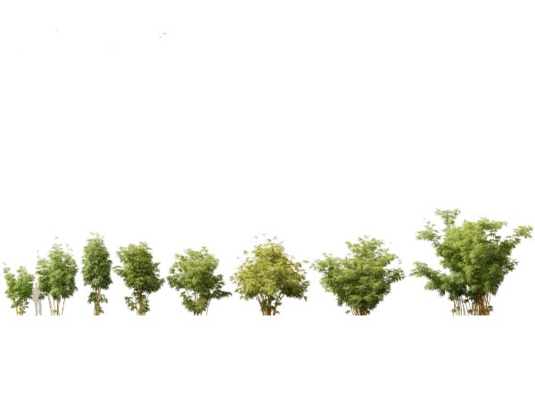 Elegant Bamboo & Grasses Pack 33 - Image 6