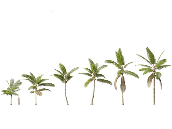 Palms & Exotics Pack 25 - Image 2