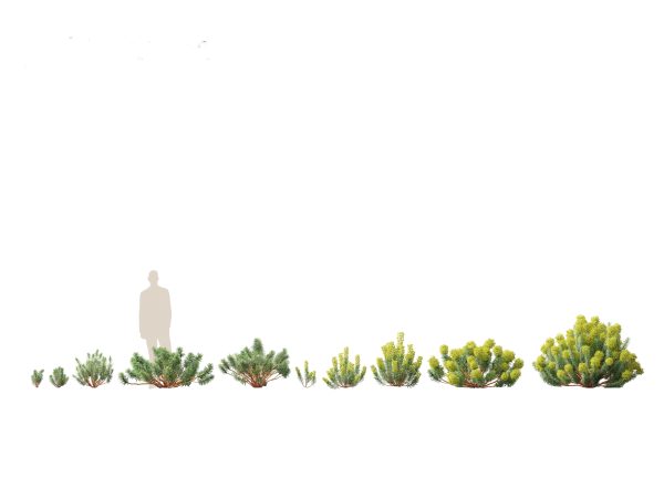 Mediterranean & Arid Plants Pack 44 - Image 25