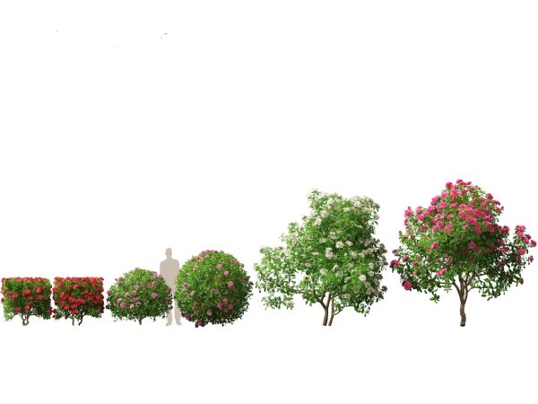Asian Garden Flora Pack 13 - Image 3