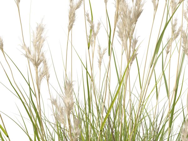 Rytidosperma caespitosum - Common Wallaby-grass 3D Model - Image 6
