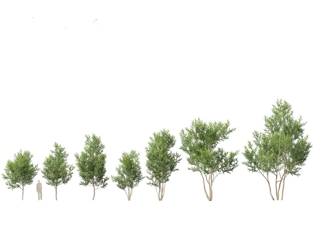 Small Broadleaf Tree European Broadleaf Trees Pack 17