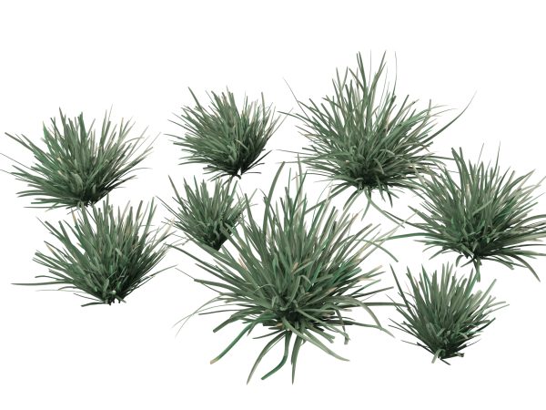 Lomandra filiformis Savanna Blue - Wattle Mat-Rush 3D Model
