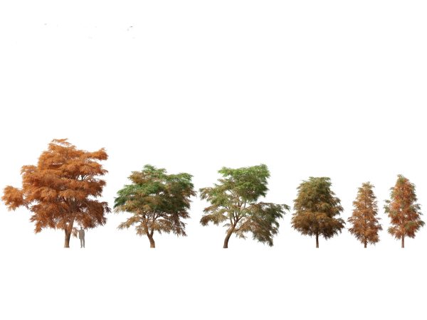 Pines, Cedars & Conifers Pack 22 - Image 16