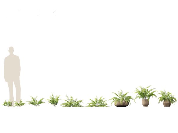 Shade Garden Plants Pack 08 - Image 2