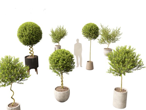 Large Potted Greenery Pack 40 - Image 24
