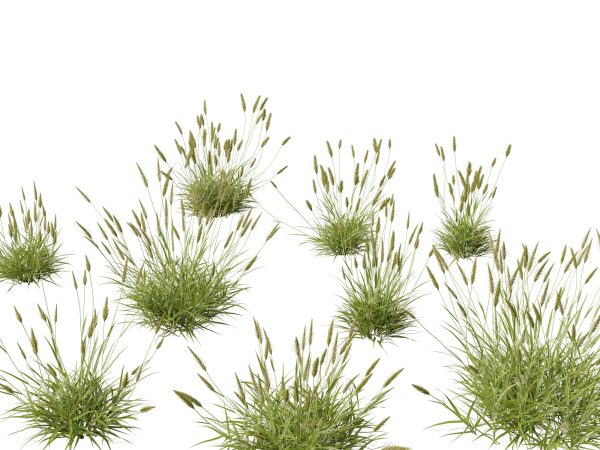 Meadow & Grassland Plants Pack 34 - Image 9