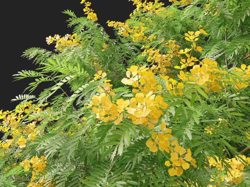 Bulnesia arborea - verawood 3D Model