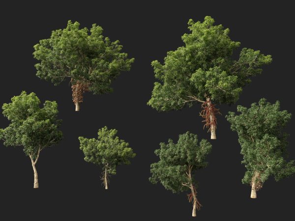 Couroupita guianensis - Cannon Ball Tree 3D Model - Image 3