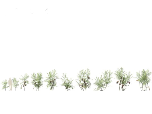 Palms & Exotics Pack 25 - Image 8