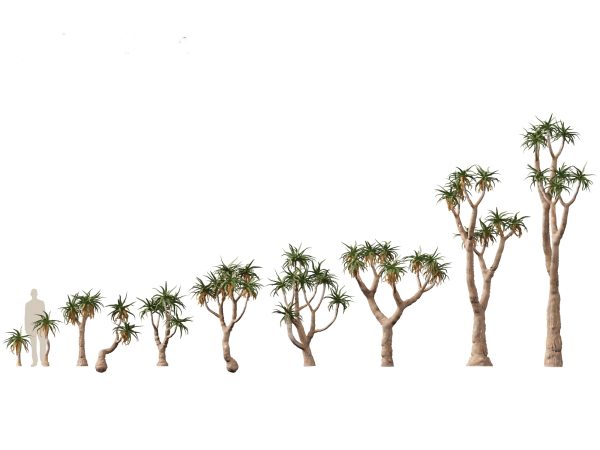 Arid & Savanna Trees Pack 24 - Image 3