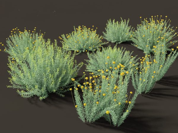 Mediterranean & Arid Plants Pack 44 - Image 5
