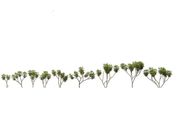Arid & Savanna Trees Pack 24 - Image 10