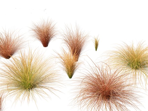 Elegant Garden Grasses Pack 38 - Image 7