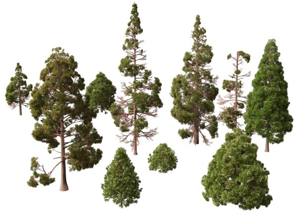 cryptomeria japonica - Japanese cedar 02 LowPoly 3D Model