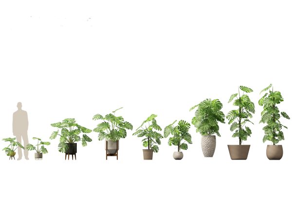 Chic Indoor Potted Plants Pack 27 - Image 15