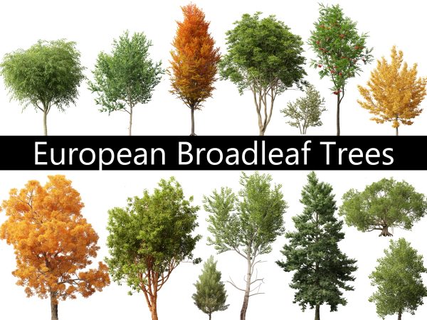 European Broadleaf Trees Pack 17