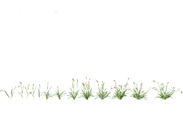 Meadow & Grassland Plants Pack 34 - Image 33