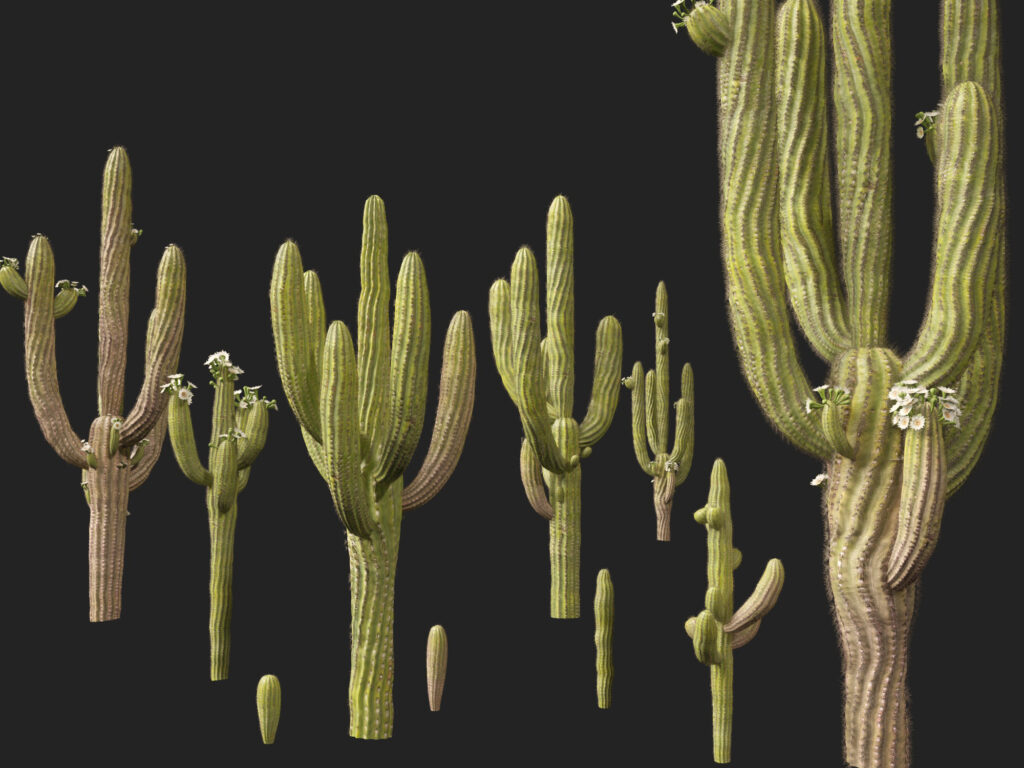 Carnegiea gigantea - Giant Saguaro 3D Model