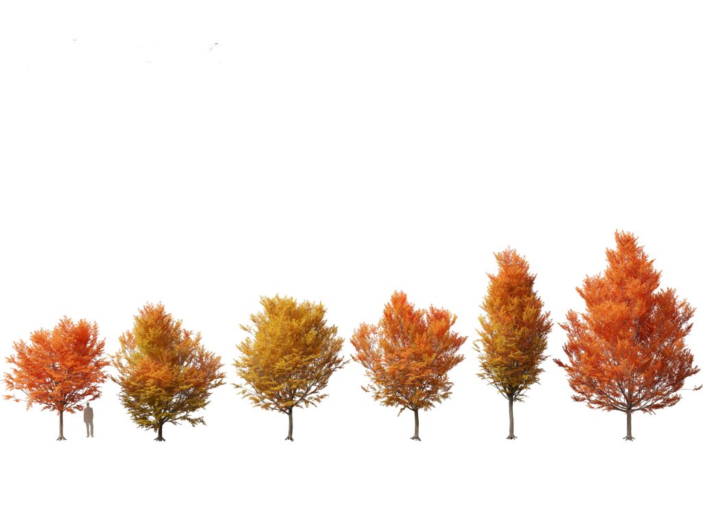 Small Broadleaf Tree European Broadleaf Trees Pack 17