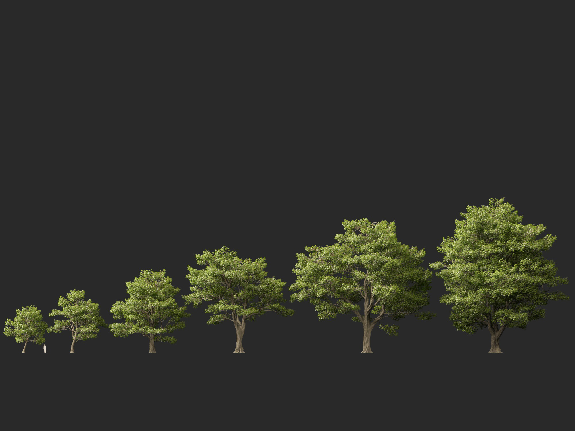 Castanea sativa - Sweet chestnut - Image 12