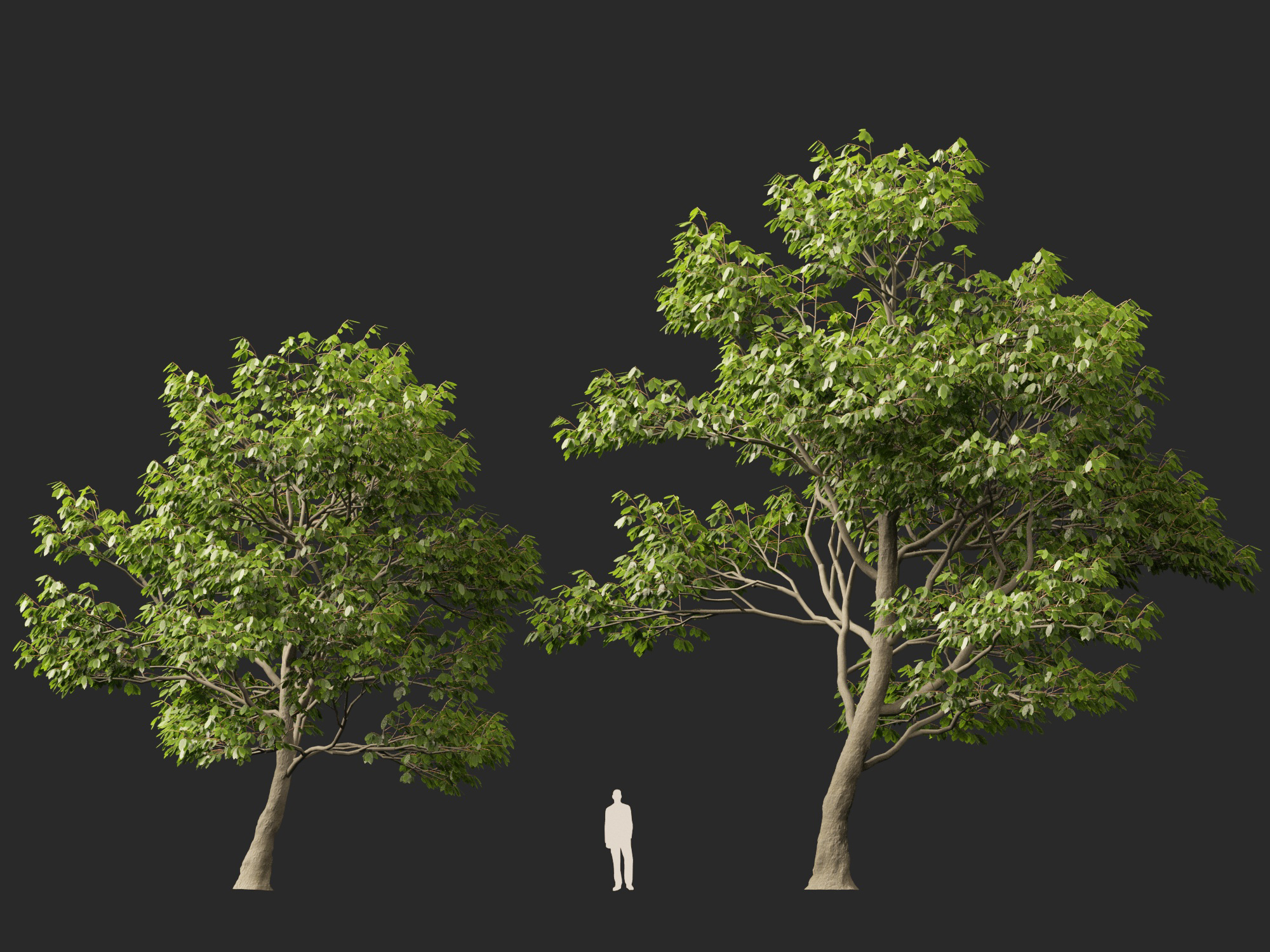 Castanea sativa - Sweet chestnut - Image 10