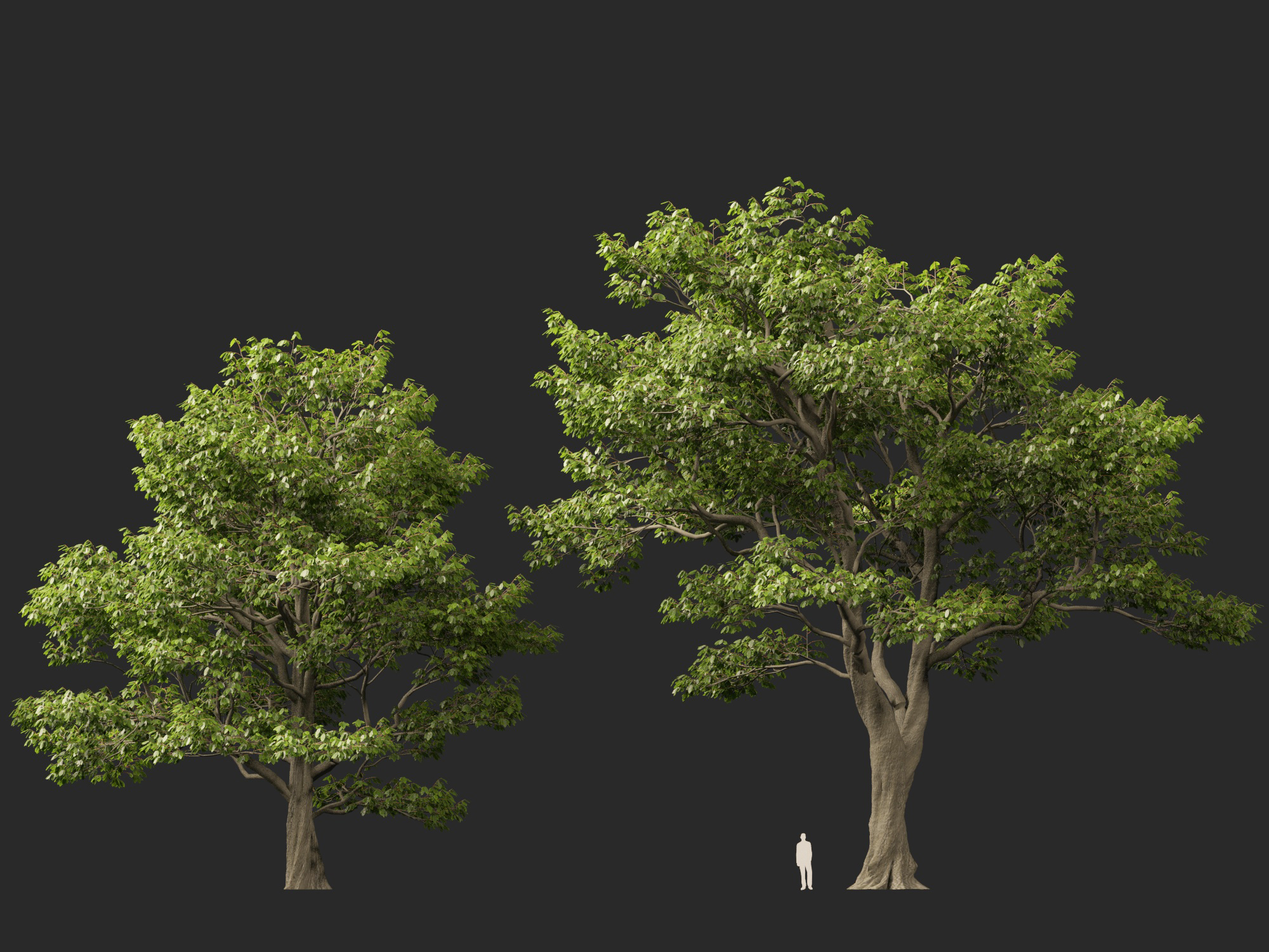 Castanea sativa - Sweet chestnut - Image 8