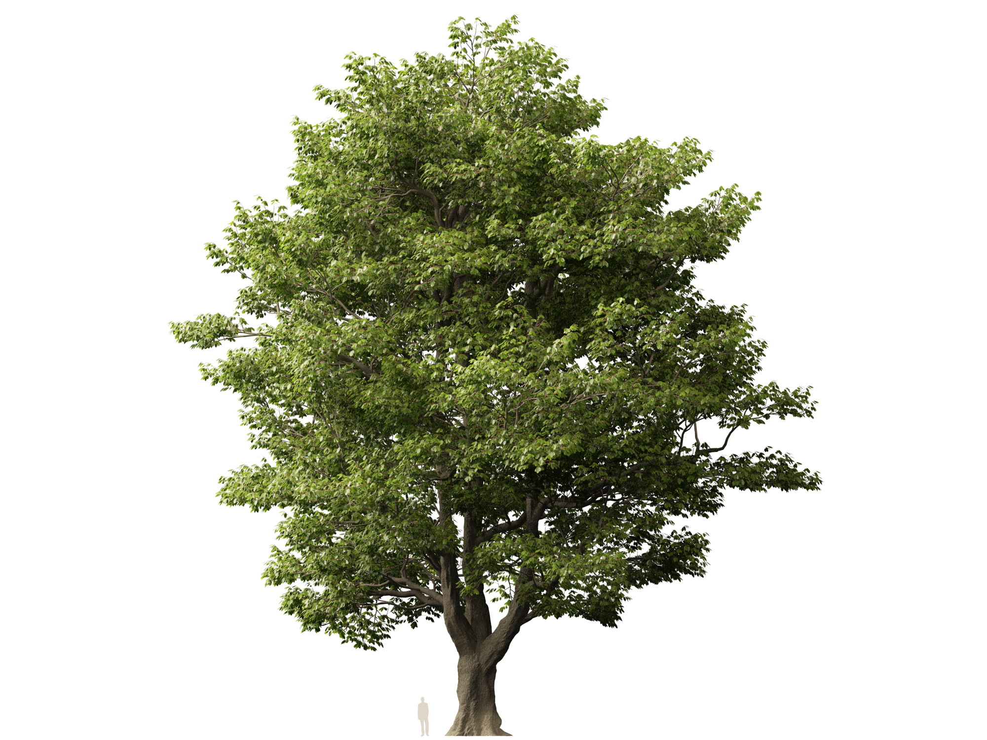 Castanea sativa - Sweet chestnut - Image 5