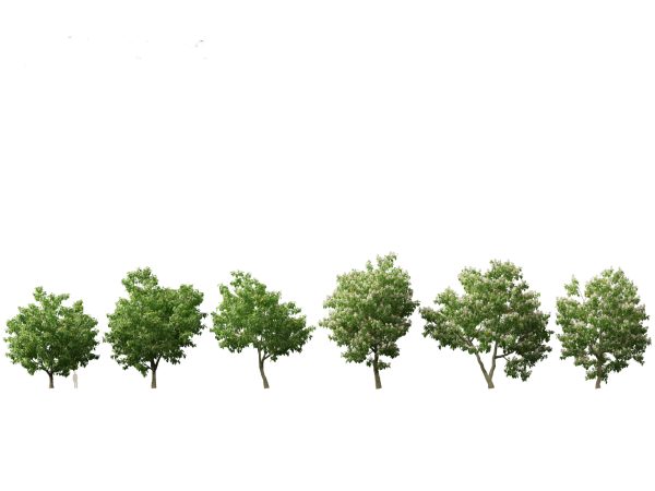 North American Trees & Shrubs Pack 43 - Image 8