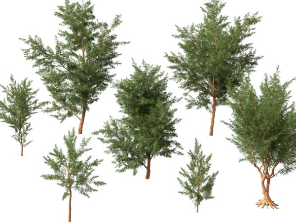 Australian Native Trees Pack 31 - Image 7