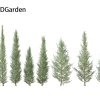 Cedrus atlantica Glauca Fastigiata – Columnar Blue Atlas Ceadar 3D Model - Image 2