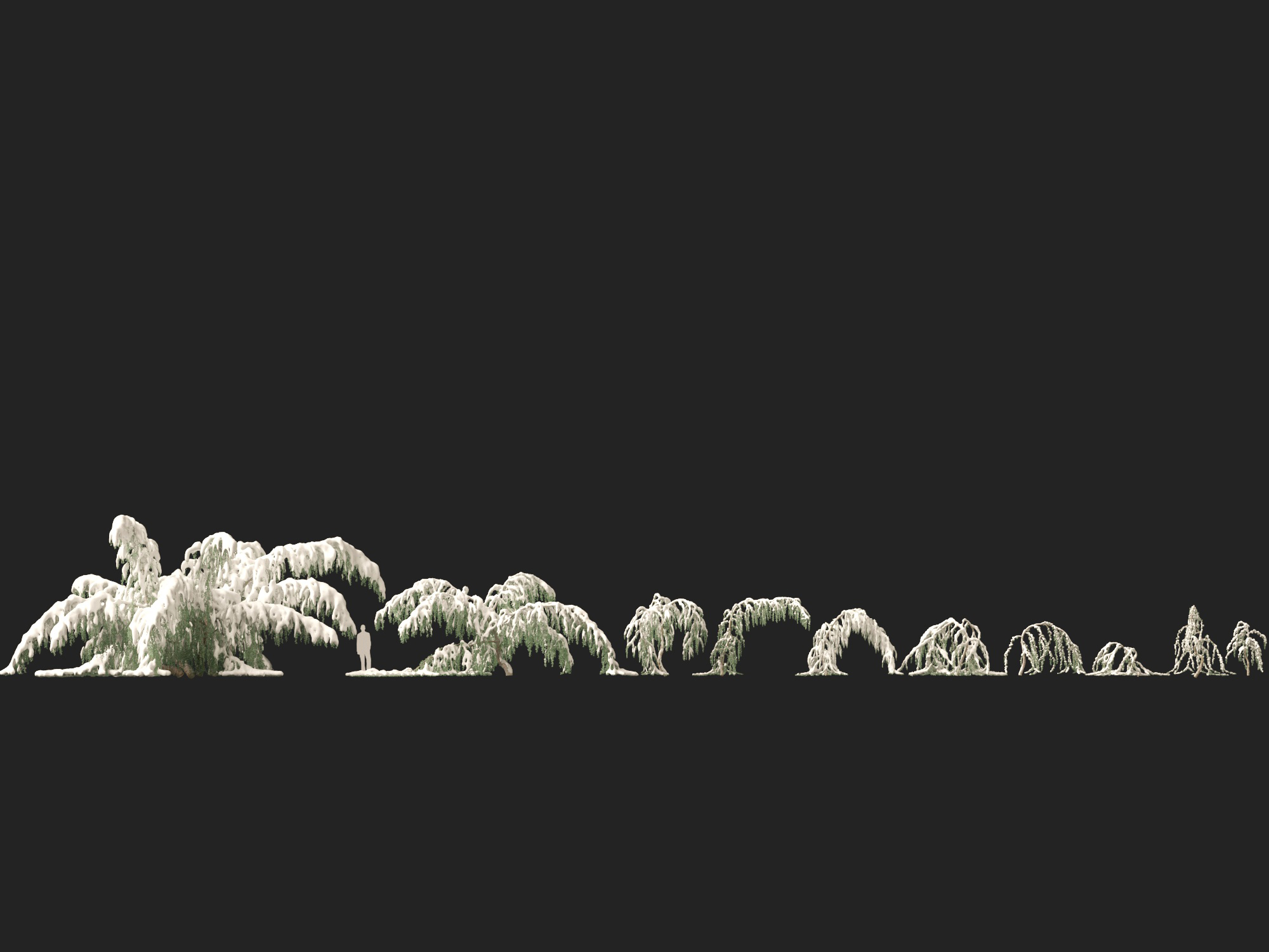 Winter Snow Plants - Cedrus atlantica Glauca Pendula – Atlas cedar - Image 8