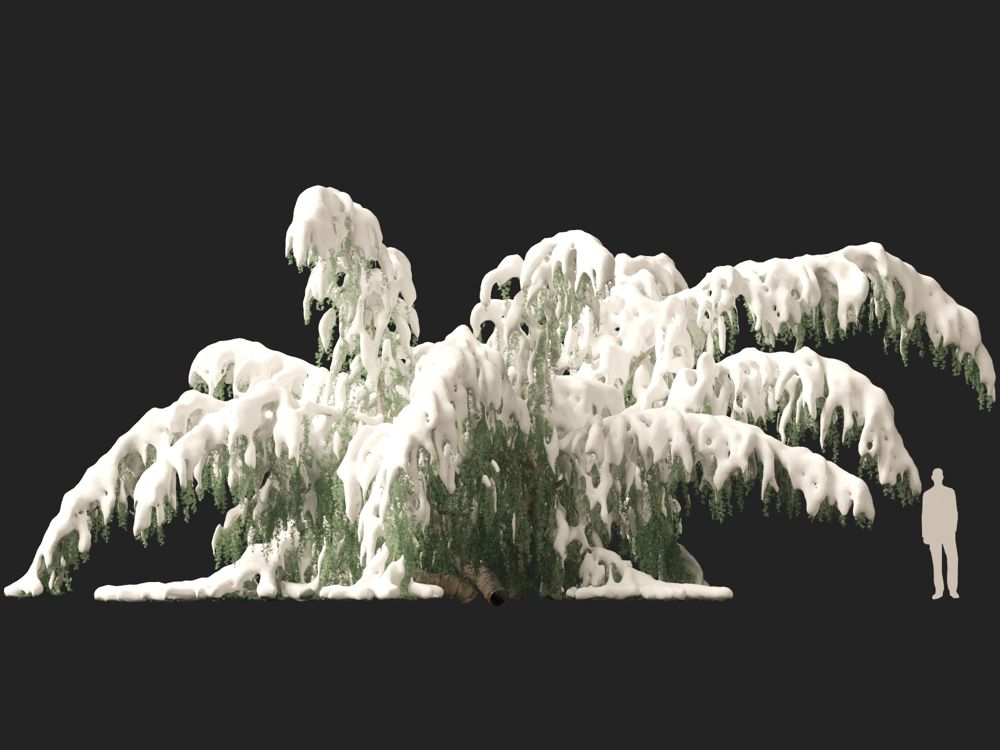 Winter Snow Plants - Cedrus atlantica Glauca Pendula – Atlas cedar - Image 13