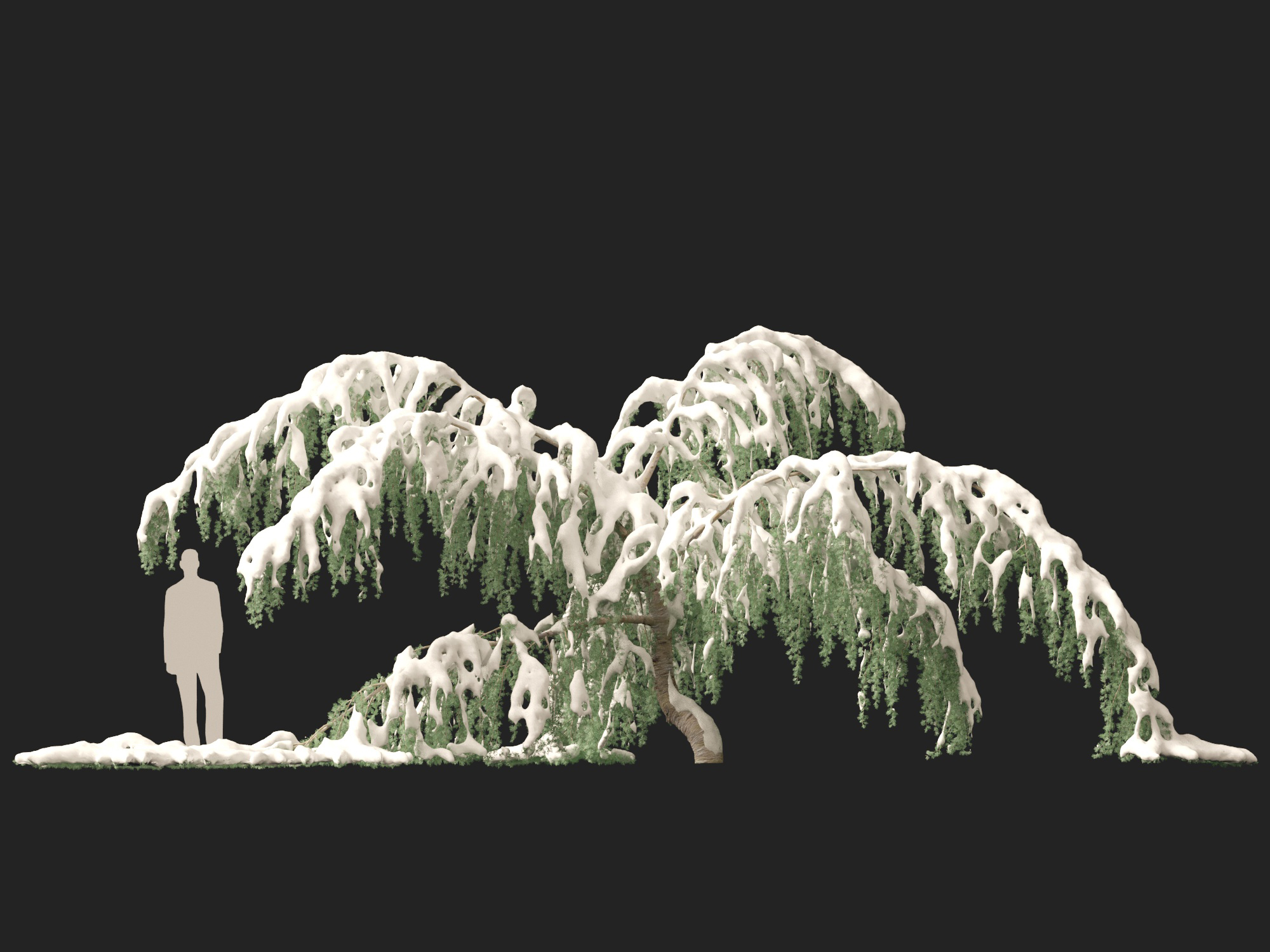 Winter Snow Plants - Cedrus atlantica Glauca Pendula – Atlas cedar - Image 12