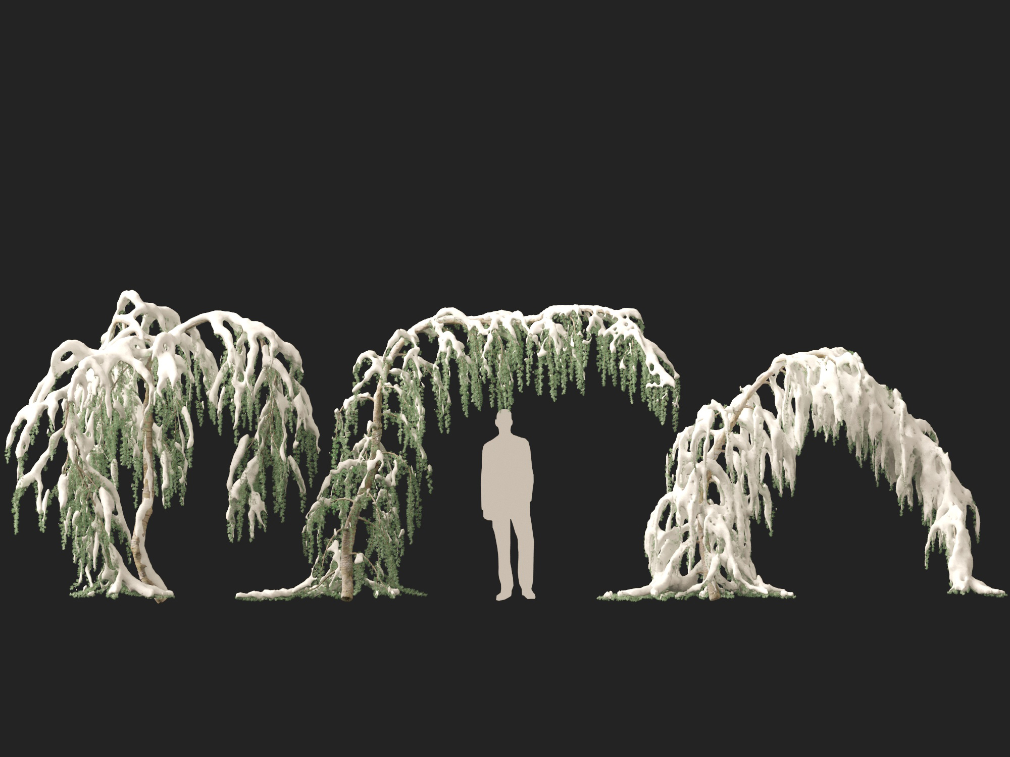 Winter Snow Plants - Cedrus atlantica Glauca Pendula – Atlas cedar - Image 11