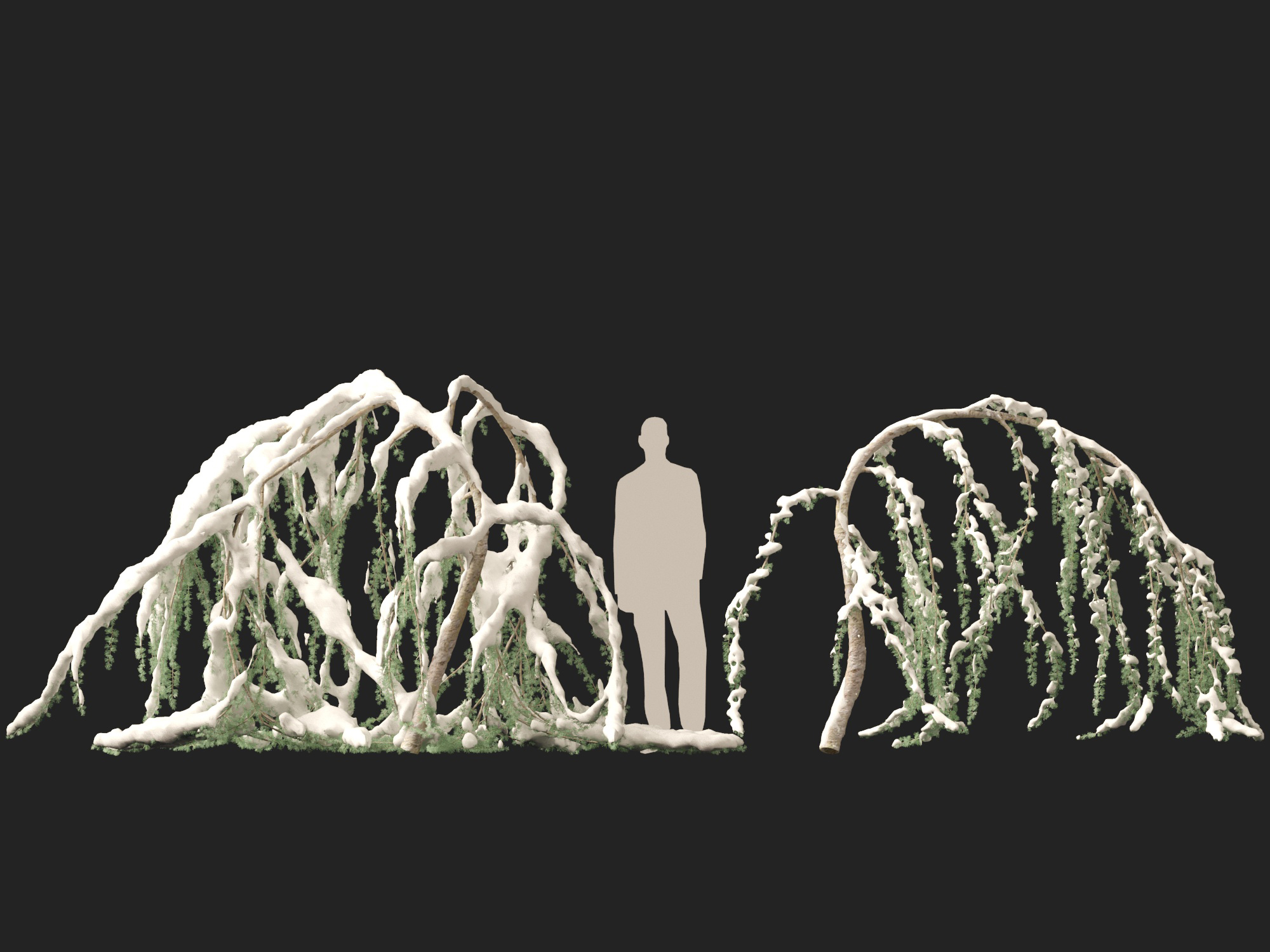 Winter Snow Plants - Cedrus atlantica Glauca Pendula – Atlas cedar - Image 10