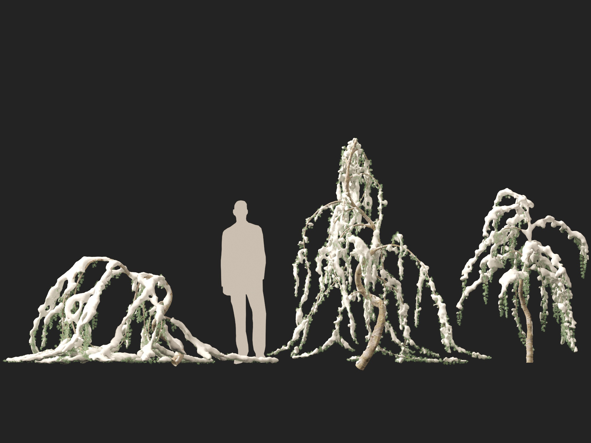 Winter Snow Plants - Cedrus atlantica Glauca Pendula – Atlas cedar - Image 9