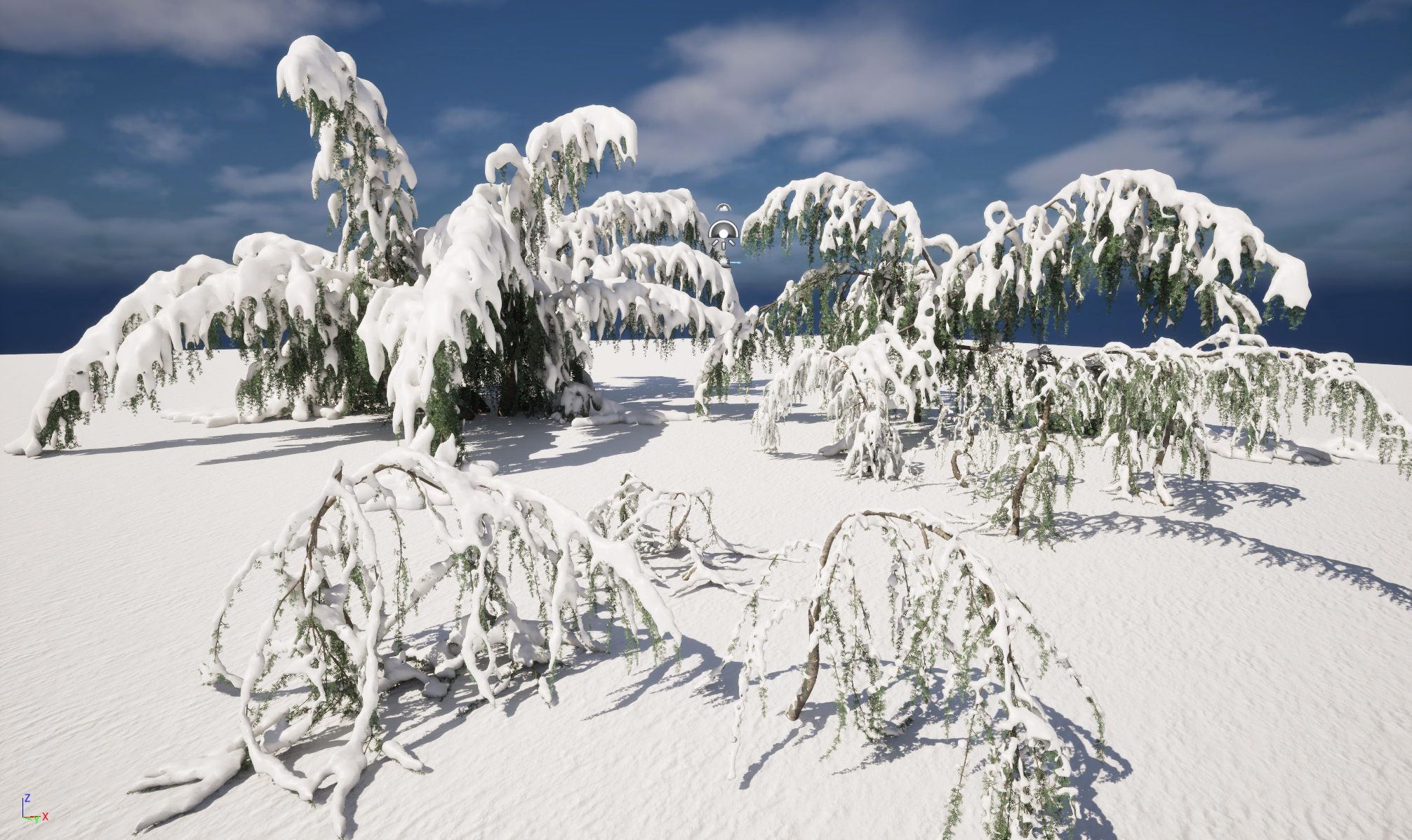 Winter Snow Plants - Cedrus atlantica Glauca Pendula – Atlas cedar