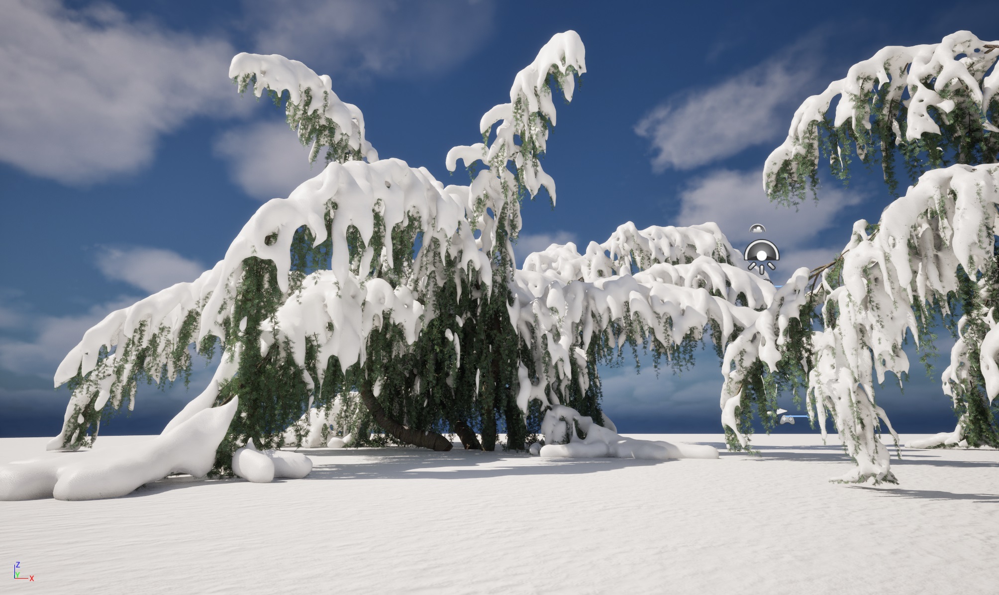 Winter Snow Plants - Cedrus atlantica Glauca Pendula – Atlas cedar - Image 7